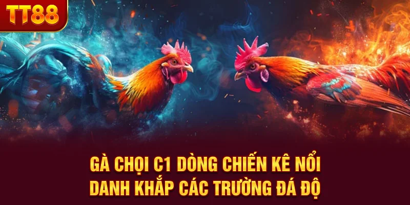 Gà Chọi C1 - Dòng Chiến Kê Nổi Danh Khắp Các Trường Đá Độ